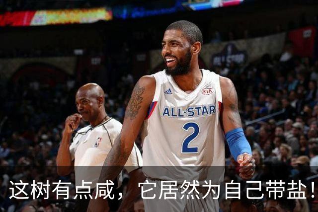 这树有点咸，它居然为自己带盐！古人没盐了就找这种树救急！